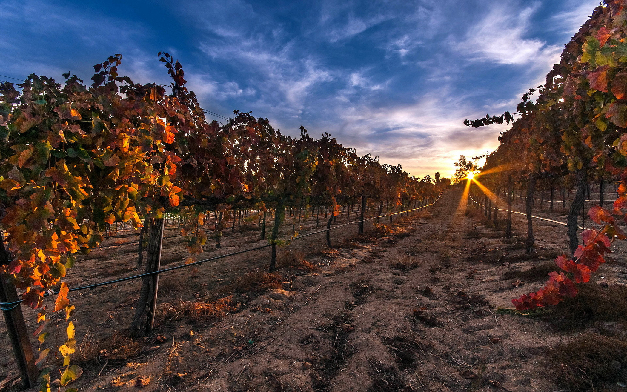 sun rise vineyard